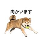 お利口犬 めい（個別スタンプ：13）