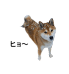 お利口犬 めい（個別スタンプ：15）