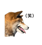 お利口犬 めい（個別スタンプ：16）