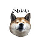 お利口犬 めい（個別スタンプ：17）
