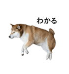 お利口犬 めい（個別スタンプ：18）