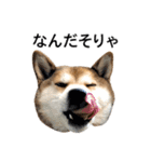 お利口犬 めい（個別スタンプ：19）