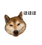 お利口犬 めい（個別スタンプ：21）