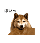 お利口犬 めい（個別スタンプ：22）