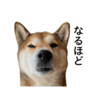 お利口犬 めい（個別スタンプ：23）