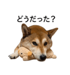お利口犬 めい（個別スタンプ：24）