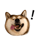お利口犬 めい（個別スタンプ：25）