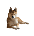 お利口犬 めい（個別スタンプ：26）