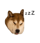 お利口犬 めい（個別スタンプ：27）