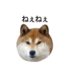 お利口犬 めい（個別スタンプ：28）