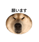 お利口犬 めい（個別スタンプ：29）