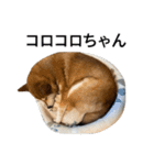 お利口犬 めい（個別スタンプ：30）