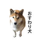 お利口犬 めい（個別スタンプ：31）