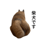 お利口犬 めい（個別スタンプ：32）