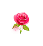 薔薇お花スタンプ（個別スタンプ：2）