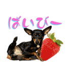 名犬サクちゃん 12（個別スタンプ：3）