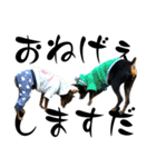 名犬サクちゃん 12（個別スタンプ：4）
