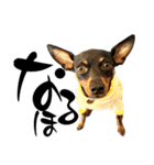 名犬サクちゃん 12（個別スタンプ：9）