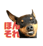名犬サクちゃん 12（個別スタンプ：11）