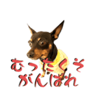 名犬サクちゃん 12（個別スタンプ：12）