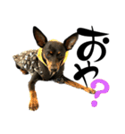 名犬サクちゃん 12（個別スタンプ：13）