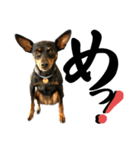 名犬サクちゃん 12（個別スタンプ：15）