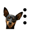 名犬サクちゃん 12（個別スタンプ：16）