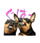 名犬サクちゃん 12（個別スタンプ：18）