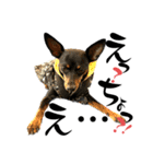 名犬サクちゃん 12（個別スタンプ：19）