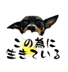 名犬サクちゃん 12（個別スタンプ：29）