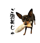 名犬サクちゃん 12（個別スタンプ：30）