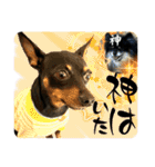 名犬サクちゃん 12（個別スタンプ：32）