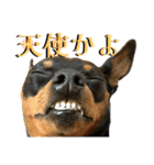 名犬サクちゃん 12（個別スタンプ：33）
