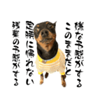 名犬サクちゃん 12（個別スタンプ：37）