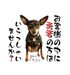 名犬サクちゃん 12（個別スタンプ：39）