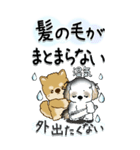【Big】柴犬・ちゃちゃ丸たち 53『雨嫌い』（個別スタンプ：4）