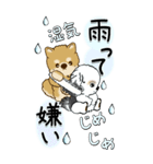 【Big】柴犬・ちゃちゃ丸たち 53『雨嫌い』（個別スタンプ：8）
