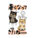 【Big】柴犬・ちゃちゃ丸たち 53『雨嫌い』（個別スタンプ：15）