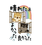 【Big】柴犬・ちゃちゃ丸たち 53『雨嫌い』（個別スタンプ：17）