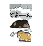 【Big】柴犬・ちゃちゃ丸たち 53『雨嫌い』（個別スタンプ：19）