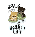 【Big】柴犬・ちゃちゃ丸たち 53『雨嫌い』（個別スタンプ：36）