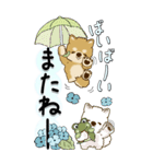 【Big】柴犬・ちゃちゃ丸たち 53『雨嫌い』（個別スタンプ：39）