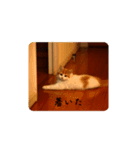 きぬ #2（個別スタンプ：5）