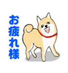 かわいい柴犬の年中使えるスタンプ2修正版（個別スタンプ：1）