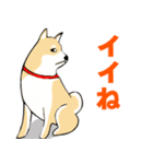 かわいい柴犬の年中使えるスタンプ2修正版（個別スタンプ：2）