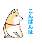 かわいい柴犬の年中使えるスタンプ2修正版（個別スタンプ：11）