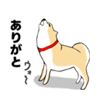 かわいい柴犬の年中使えるスタンプ2修正版（個別スタンプ：15）