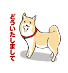 かわいい柴犬の年中使えるスタンプ2修正版（個別スタンプ：16）