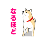 かわいい柴犬の年中使えるスタンプ2修正版（個別スタンプ：19）