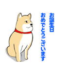 かわいい柴犬の年中使えるスタンプ2修正版（個別スタンプ：22）